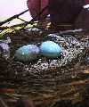 Detail from a shop window display diorama of a magpie's nest. Size: diameter 250mm